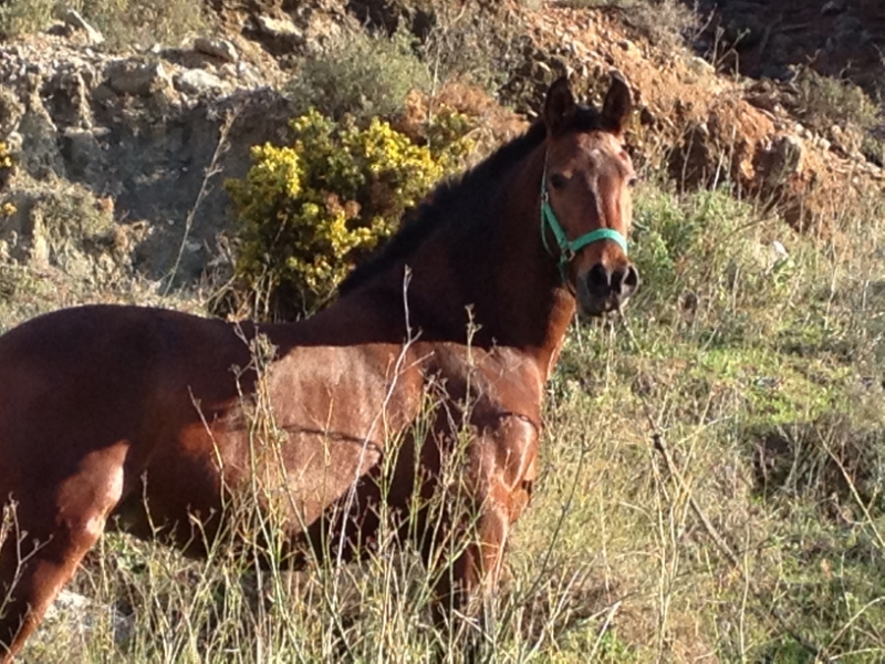 3826 29-11 Horse