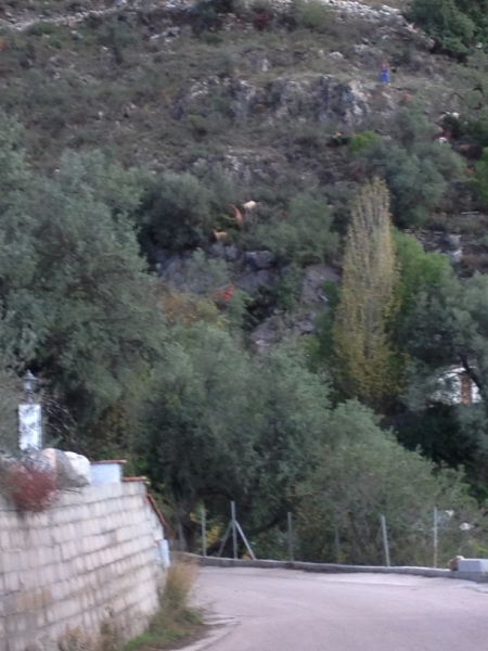 3838 29-11 goat herding?