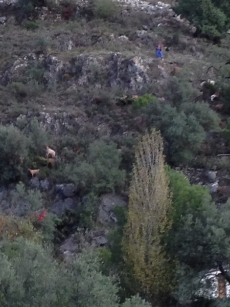 3839 29-11 goat herding?