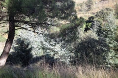 3700 28-11 trees