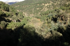 3701 28-11 trees