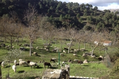 3704 28-11 picnic sheep