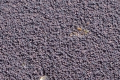 3718 28-11 fly larvae