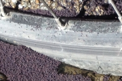 3721 28-11 fly larvae