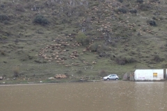 3728 28-11 Sheep & muddy water