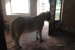 3765 28-11 horse & house