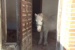 3767 28-11 horse & house