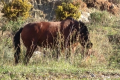 3824 29-11 Horse