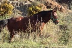 3825 29-11 Horse