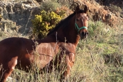 3826 29-11 Horse