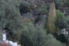 3838 29-11 goat herding?