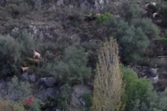 3839 29-11 goat herding?