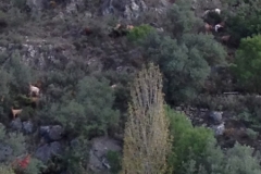 3840 29-11 goat herding?