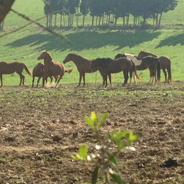 4100 12-12 Ponies
