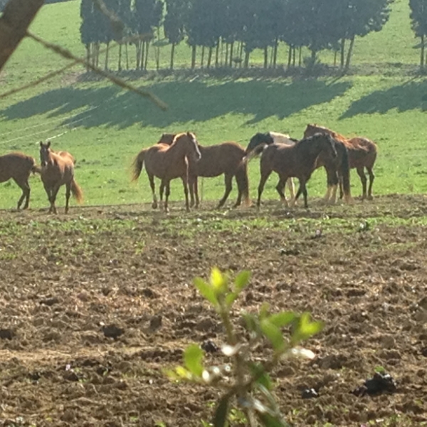 4101 12-12 Ponies