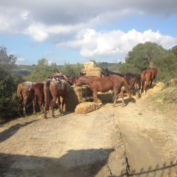 4102 12-12 Ponies