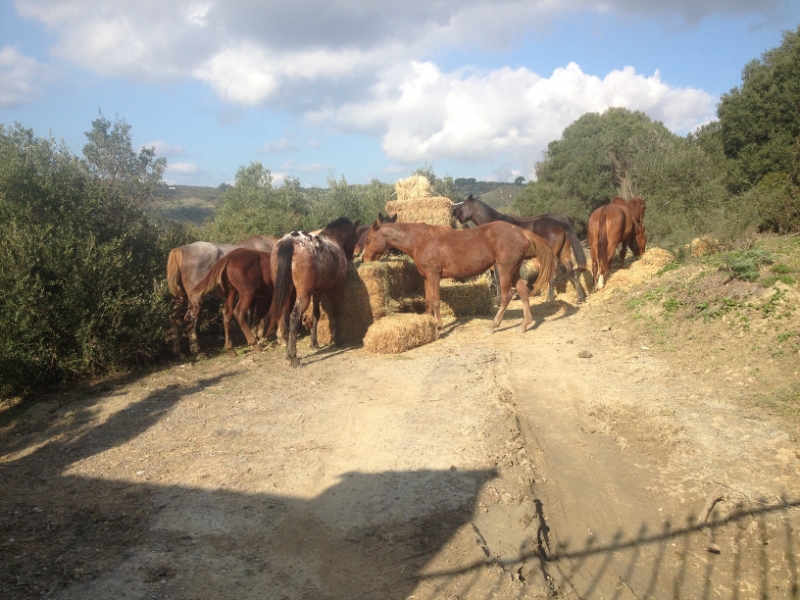 4103 12-12 Ponies