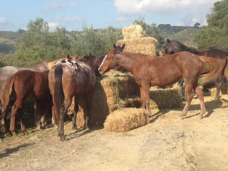 4104 12-12 Ponies