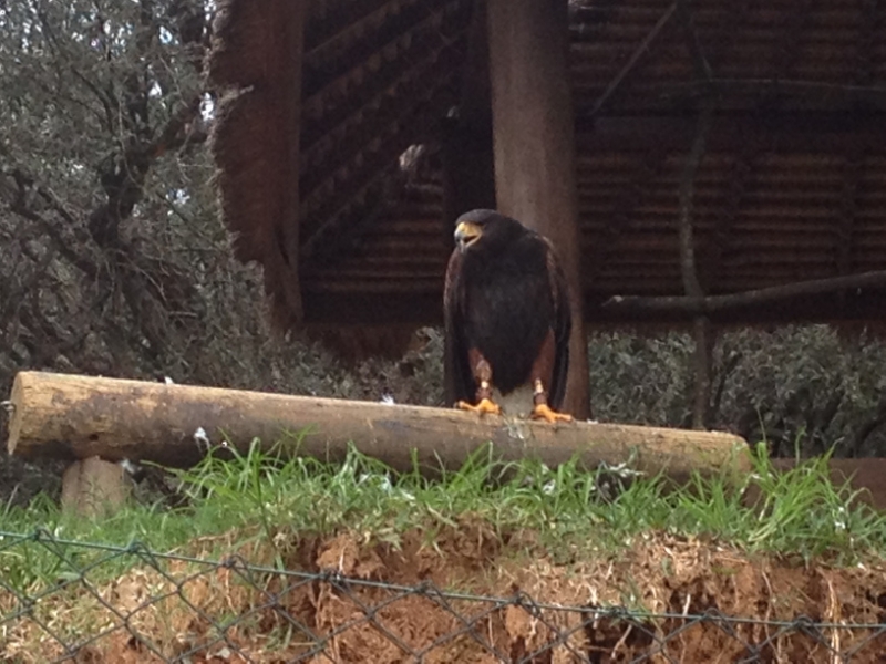 4156 14-12 Eagle