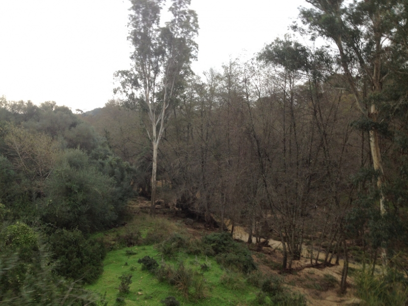 4160 14-12 Trees