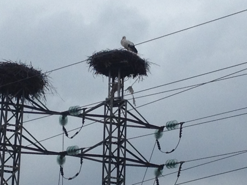 4173 14-12 Stork nests