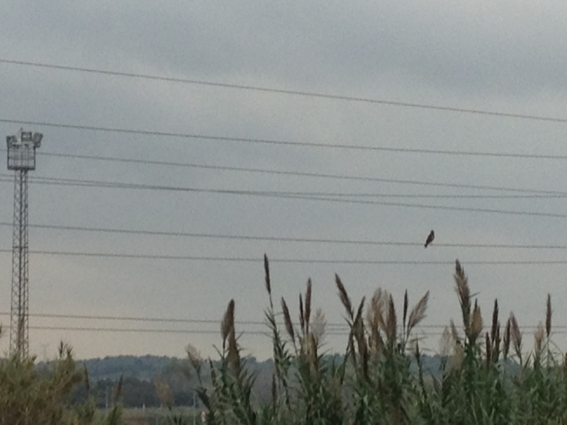 4175 14-12 Falcon on wire
