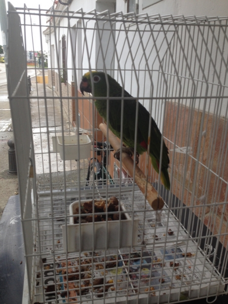 4191 17-12 Parrot
