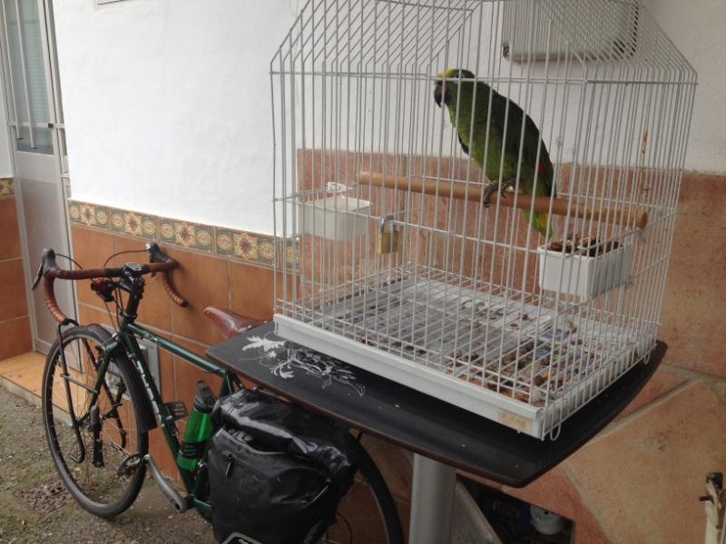 4192 17-12 Guard Parrot