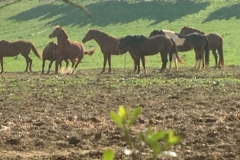 4100 12-12 Ponies