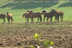4101 12-12 Ponies