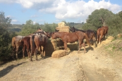 4102 12-12 Ponies