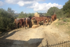 4103 12-12 Ponies