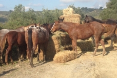 4104 12-12 Ponies