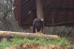 4155 14-12 Eagle