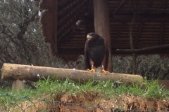 4156 14-12 Eagle
