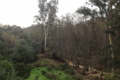 4160 14-12 Trees