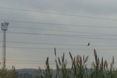 4175 14-12 Falcon on wire