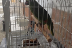 4191 17-12 Parrot