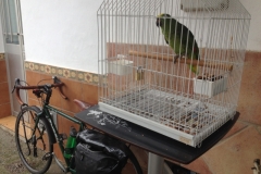 4192 17-12 Guard Parrot