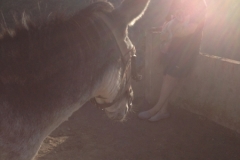 1575 4-10 Donkey