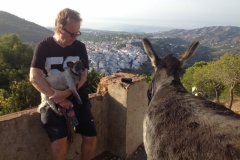 1578 4-10 donkeys