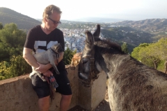 1579 4-10 donkeys
