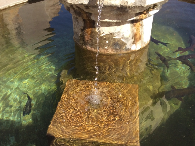 0433 H fishpond