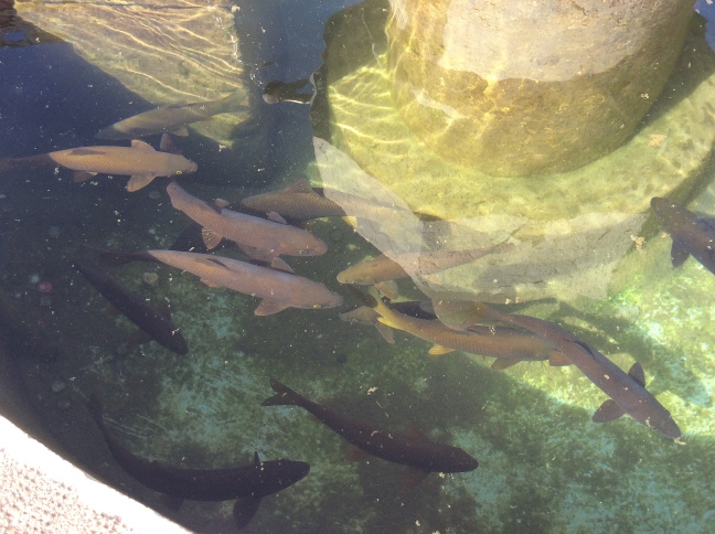 0433 I fishpond