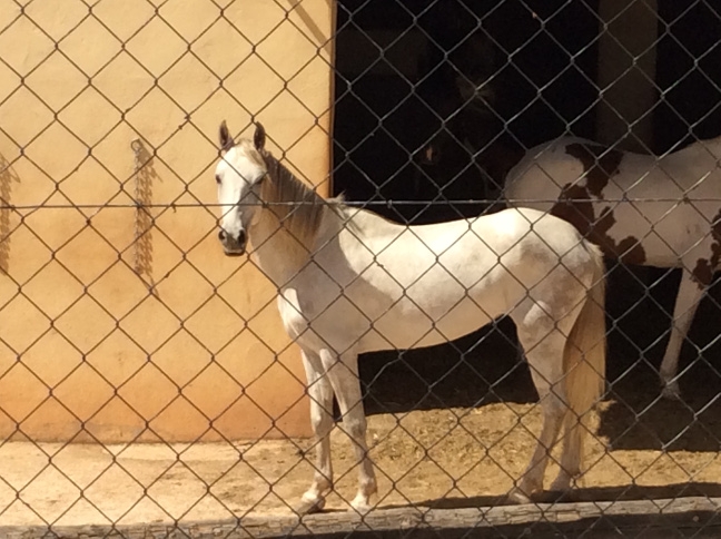 0433 M white horse