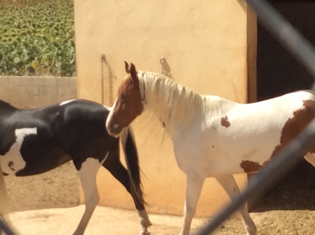 0433 N white horse