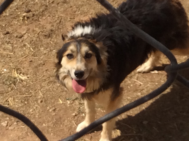 0433 O dog