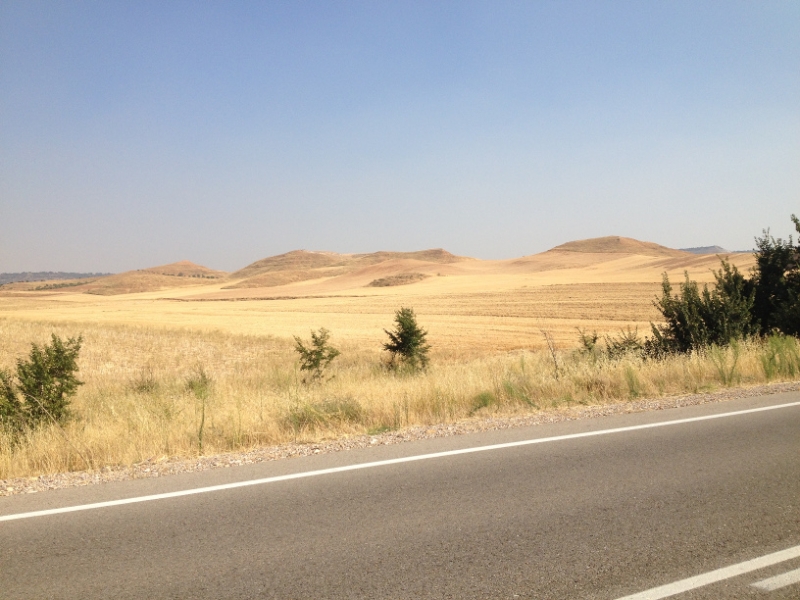 0546 yellow fields