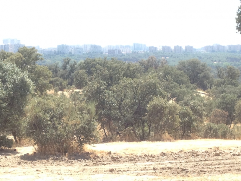 0682 trees Madrid