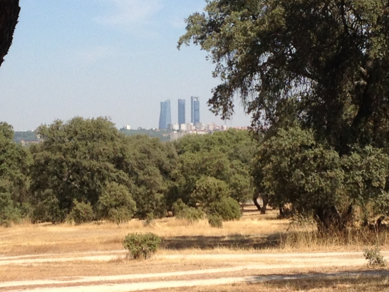 0683 trees Madrid